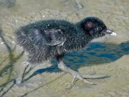 Photo of the Week - Clapper Rail Chick (NJ) by Don Freiday/U. S. Fish and Wildlife Service - Northeast Region is marked with Public Domain Mark 1.0.